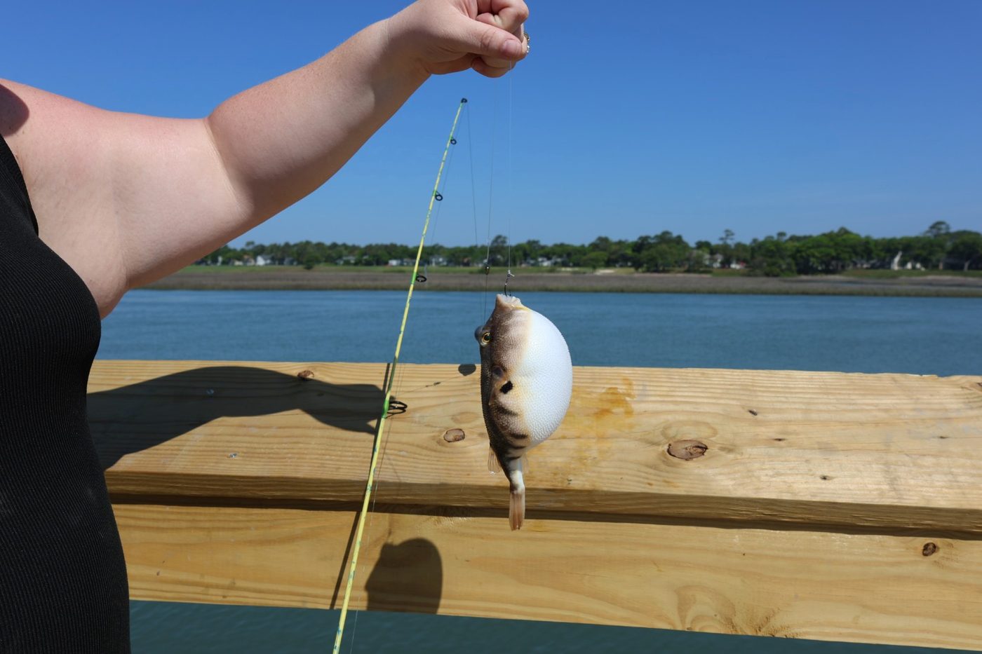 Puffer fish caught from the pier at Cherry Grove Park waterway