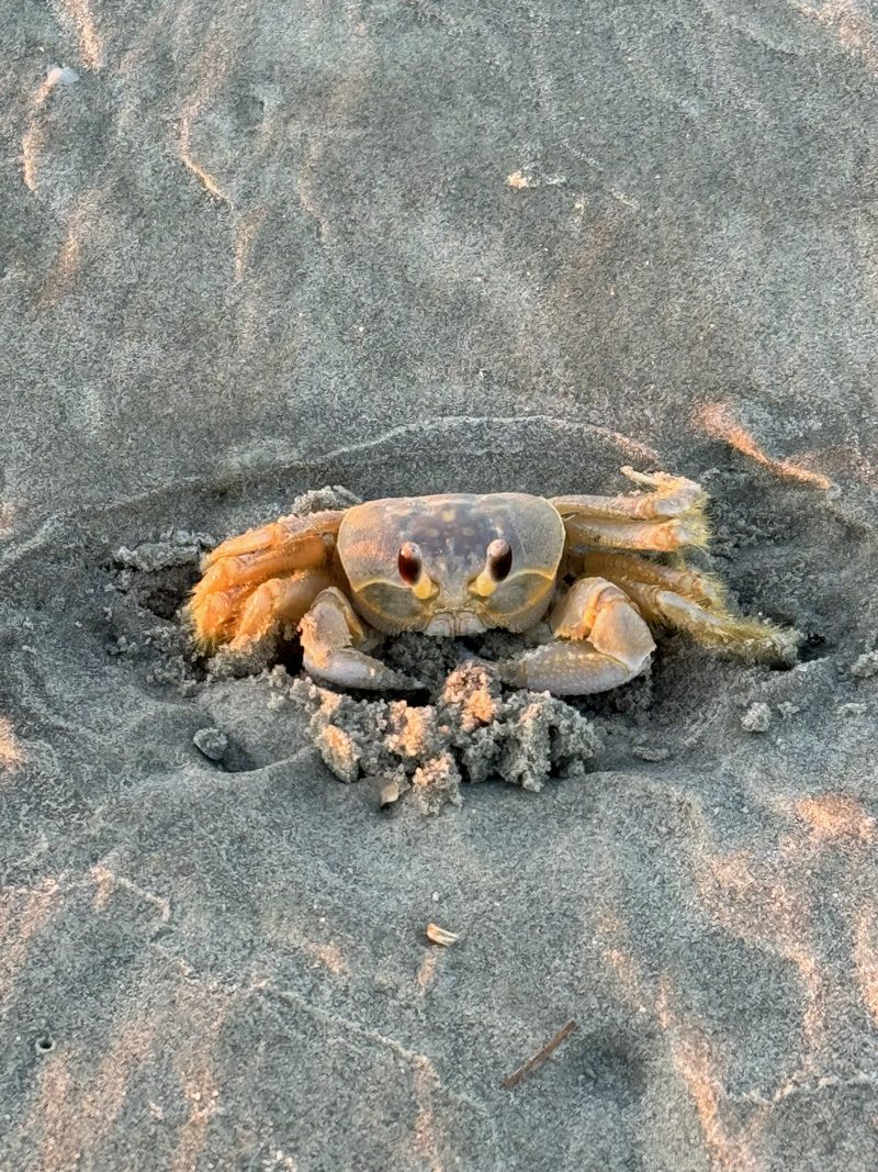 Ghost crab on the beach at The Point, Cherry Grove Beach
