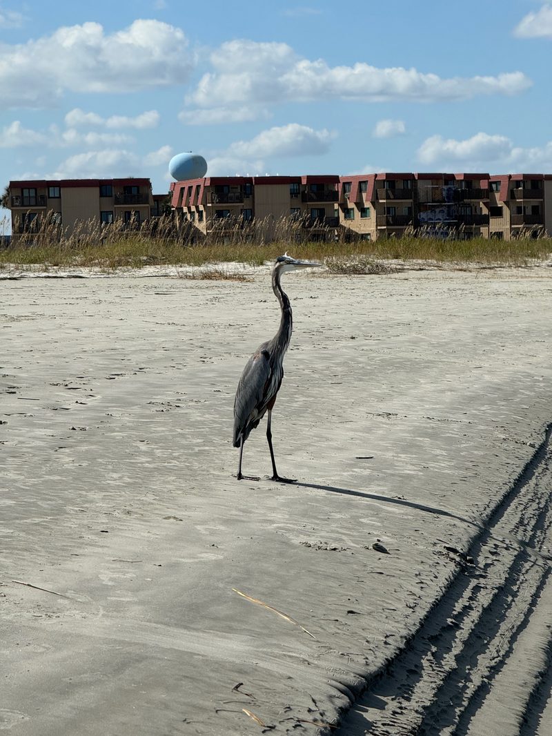 Great blue heron standing on the beach at The Point, Cherry Grove Beach, SC