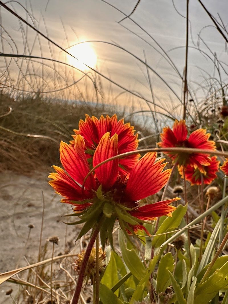 A delicate flower resting in the sand at Cherry Grove Beach