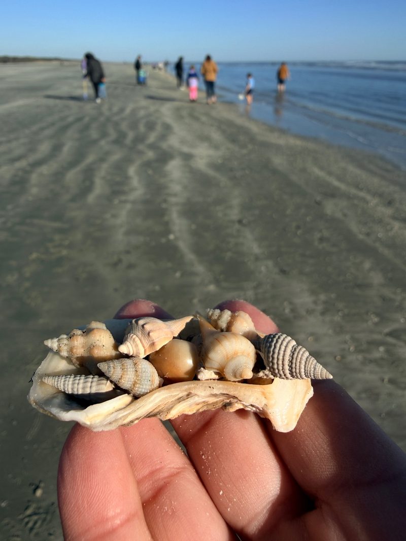 A collection of beautiful shells gathered at The Point, Cherry Grove Beach