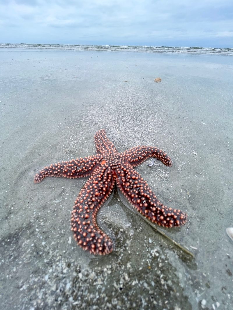 A starfish discovered in a tide pool at The Point at Cherry Grove Beach